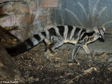 Owston's Palm Civet