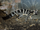 Owston's Palm Civet