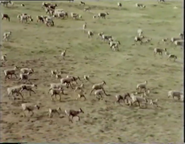 Poles Apart (1979)