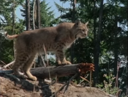 Really Wild Animals (1993-1998)