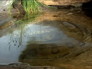 Jim Knox’s Wild Zoofari (2006)