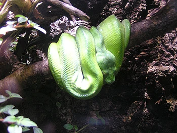 Green Tree Python | NatureRules1 Wiki | Fandom