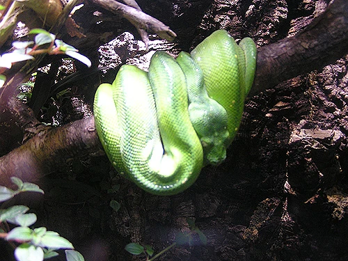 Green Tree Python | NatureRules1 Wiki | Fandom