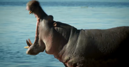 72 Cute Animals (2016)
