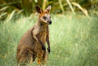 Black-flanked Rock Wallaby, NatureRules1 Wiki