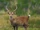 Indian Hog Deer
