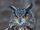 Eurasian Eagle Owl