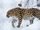 Amur Leopard