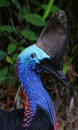 Cassowary-head-crop-not-on-awc-property sml2