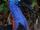 Southern Cassowary