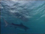 Cuddly Sharks (1996)