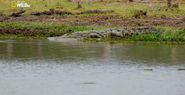 Into the Okavango (2018)