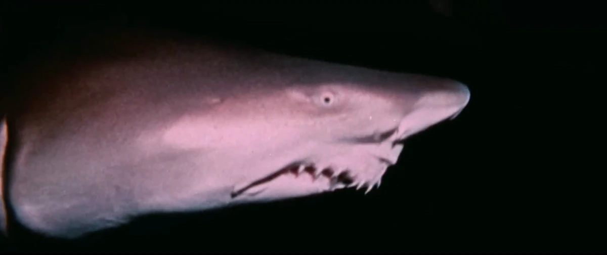 Ripley's Aquarium Myrtle Beach NatureRules1 Wiki Fandom