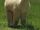 Alpaca