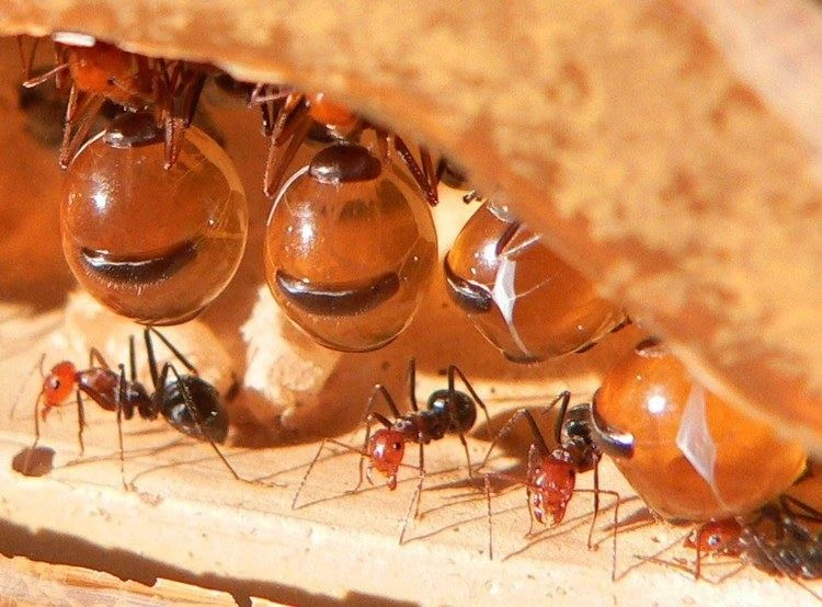 Honeypot Ant NatureRules1 Wiki Fandom