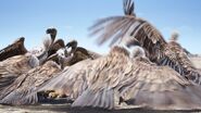 White-backed Vulture