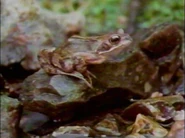 Night Hunters (1989)