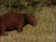 Really Wild Animals (1993-1998)