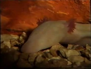 The Really Wild Show (1986-2006)