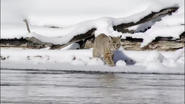 Wild Yellowstone (2015)
