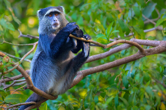 The blue monkey: how primates amazingly help the rainforest