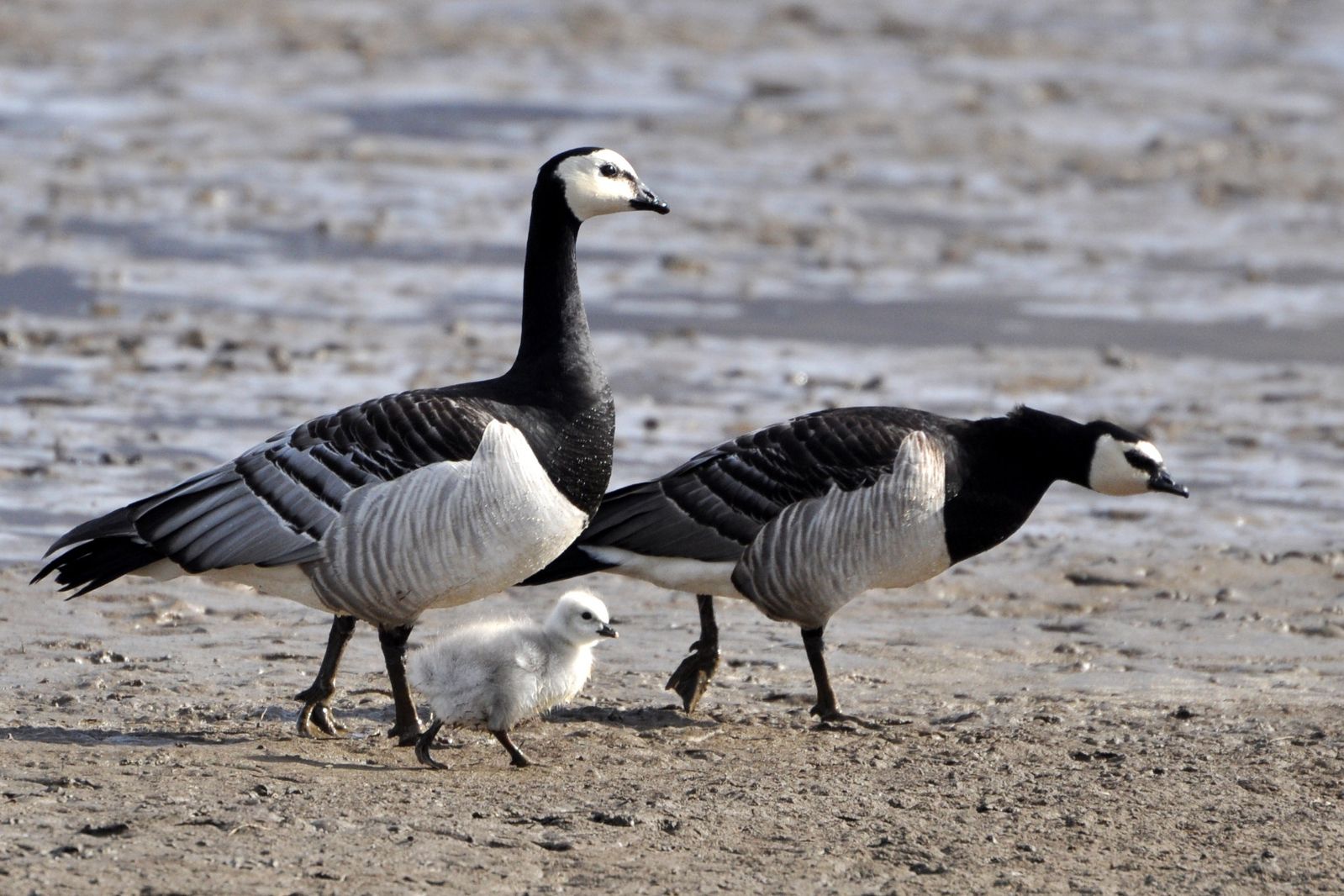 Barnacle Goose  Facts, pictures & more about Barnacle Goose