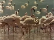 Africa's Animal Kingdom (1993)