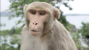 Animal Odd Couples (2012)