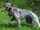 Irish Wolfhound