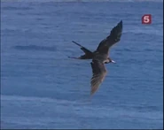 Crossroads of Nancite (1996)