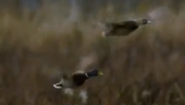 Earthflight (2012)