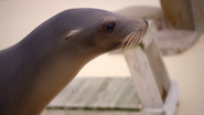 Ingenious Animals (2016)