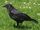 Carrion Crow