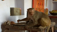 Monkey Planet (2014)