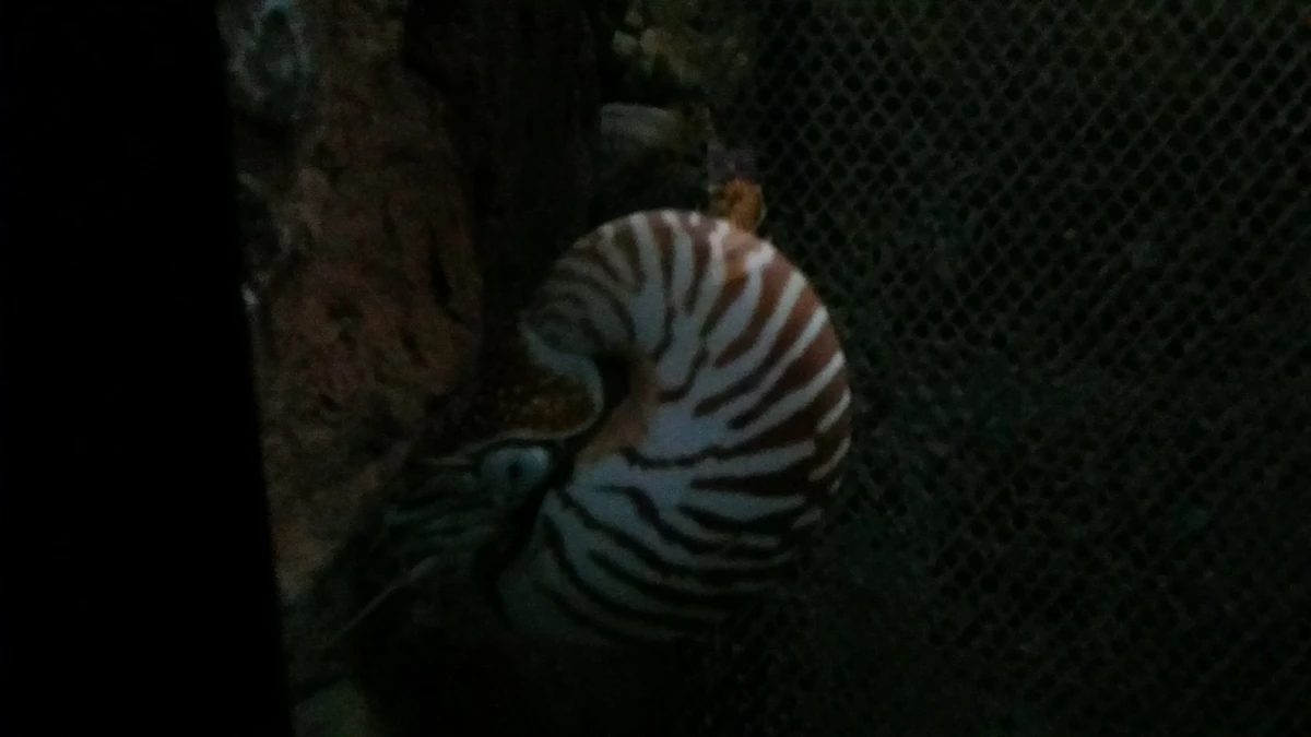 Palau Nautilus NatureRules1 Wiki Fandom