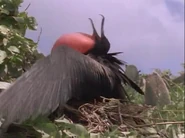 The Life of Birds (1998)