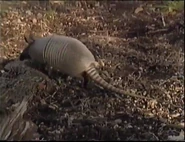 ZooLife with Jack Hanna (1993)