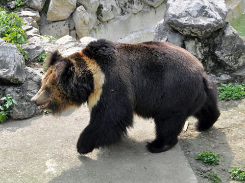 himalayan blue bear