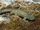 Iberian Ribbed Newt