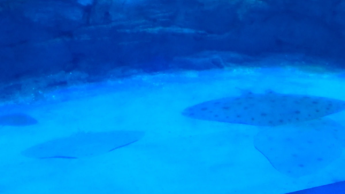 Japanese Butterfly Ray NatureRules1 Wiki Fandom