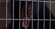 Man's Best Friend (1993)