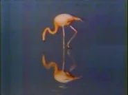 Perspectives of Paradise (1987)