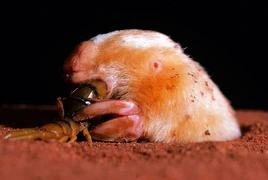 Southern-marsupial-mole-Notoryctes-typhlops