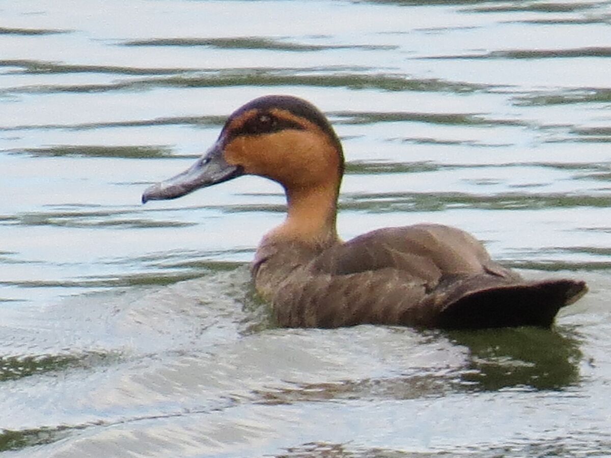 Philippine Duck | NatureRules1 Wiki | Fandom