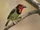 Black-collared Barbet
