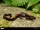 Gold-striped Salamander