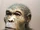 Homo Habilis