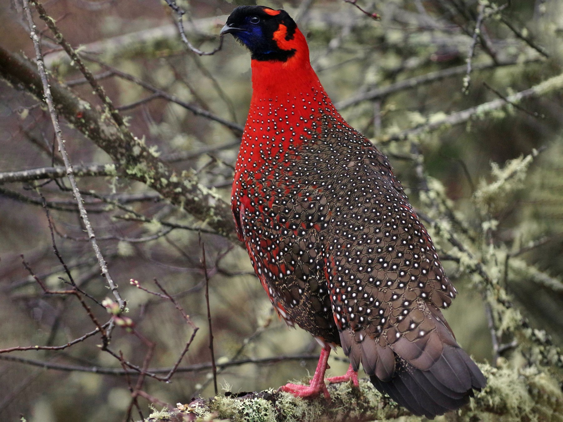 crimson horned pheasant