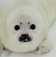 101 Hidden Animals Harp Seal