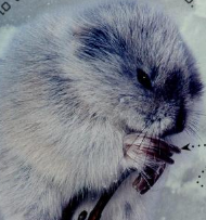 Northern Collared Lemming Species Profile, Alaska Department of Fish and  Game